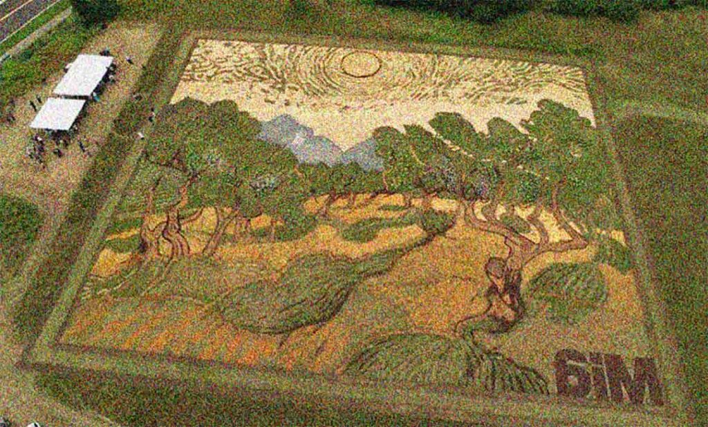Read more about the article Farmer converts field into work of art