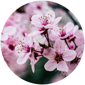 closeup image of cherry blossoms